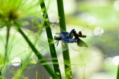 Rhyothemis triangularis