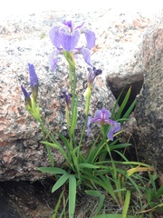 Iris hookeri