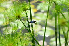 Rhyothemis triangularis