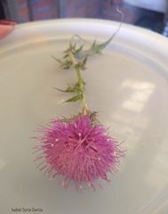 Cirsium rhaphilepis