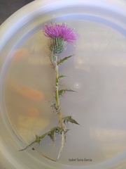 Cirsium rhaphilepis