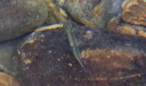 Naked Borneo loach (Glaniopsis denudata) — Balitoridae — 3