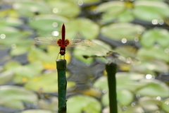 Urothemis signata yiei
