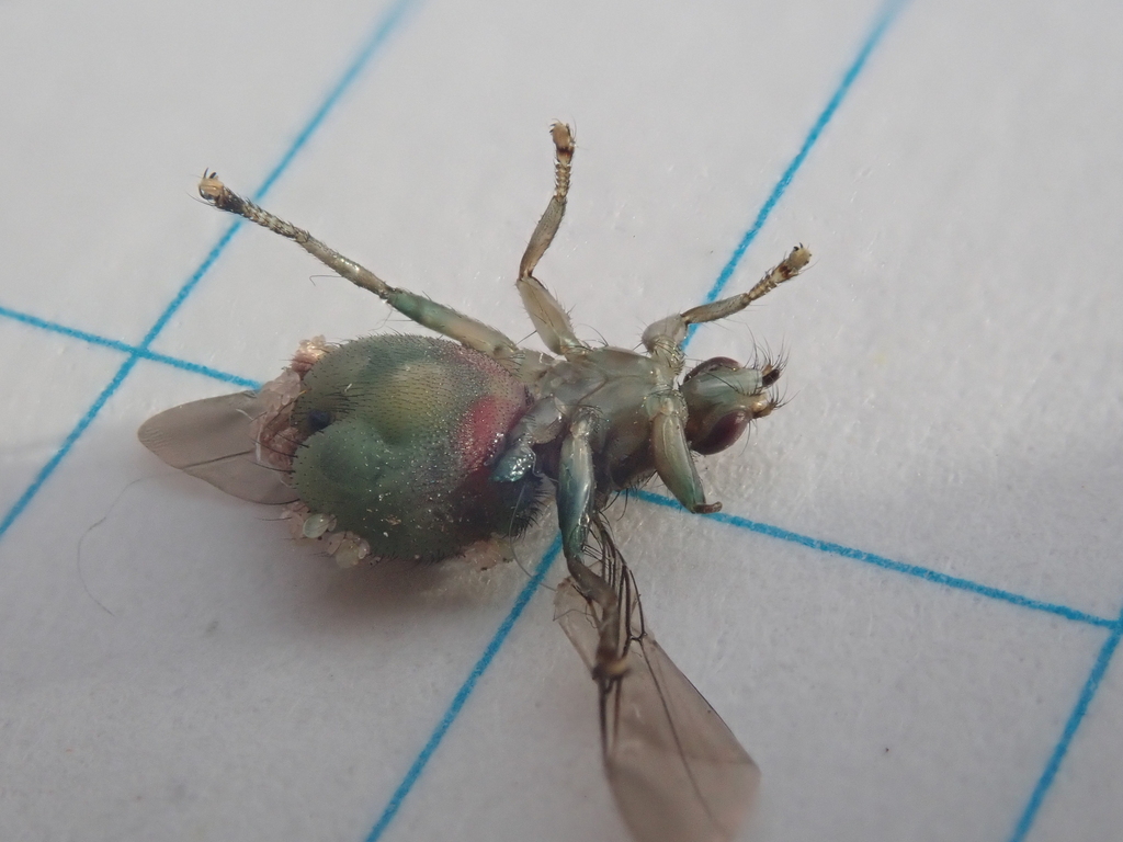 Ornithomya bequaerti