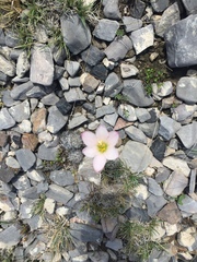 Zephyranthes fosteri