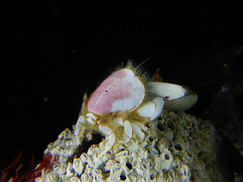 Thumbnail Crab, La Rocque, photo 8 of 10
