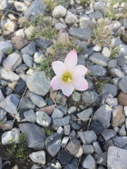 Zephyranthes fosteri