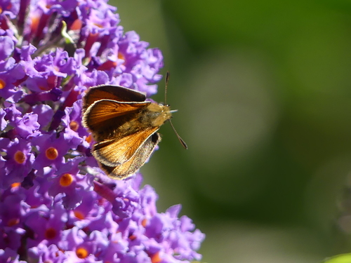 Thymelicus sylvestris