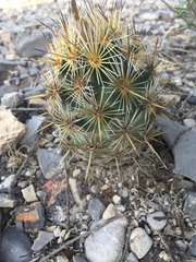 Coryphantha glanduligera