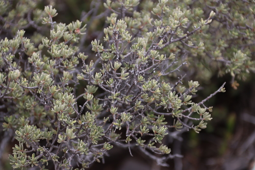 Image of Diospyros austro by (c) Tony Rebelo, some rights reserved (CC BY-SA)
