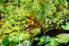 Hydrobasileus croceus