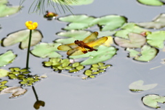 Hydrobasileus croceus