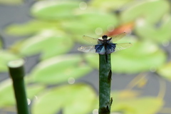 Rhyothemis triangularis