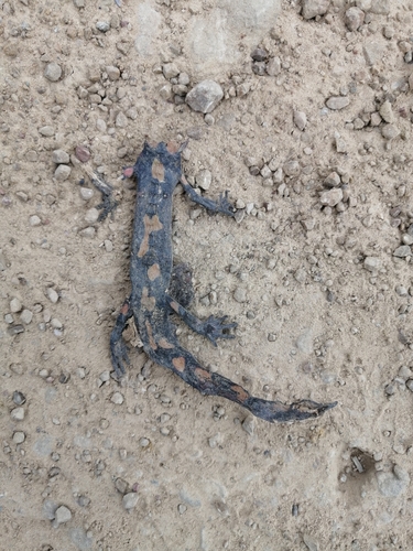 North African Fire Salamander