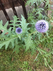 Echinops bannaticus