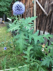 Echinops bannaticus