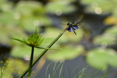 Rhyothemis triangularis