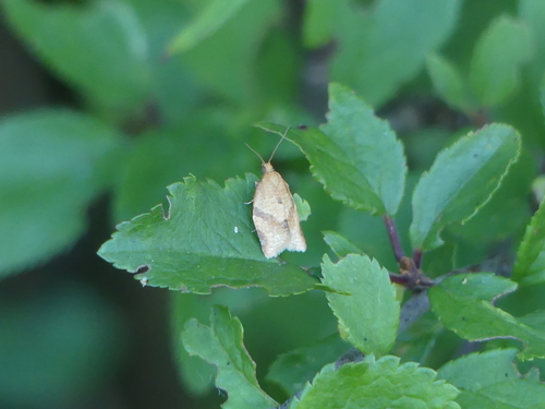 Clepsis consimilana