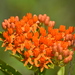 Butterfly Milkweed - Photo (c) lvconrad1977, some rights reserved (CC BY-NC)