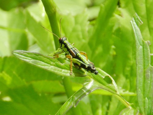 Green Mountain Grasshopper, photo 3 of 10