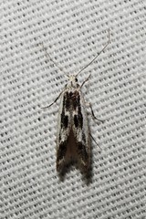 Blastodacna