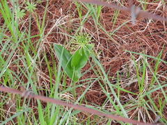 Malaxis brachyrrhynchos