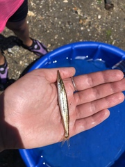 Sphyraena borealis