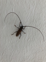 Juiaparus mexicanus