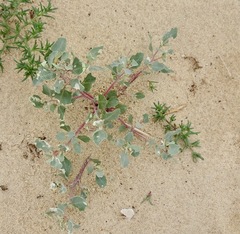 Atriplex laciniata