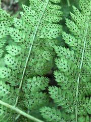 Dryopteris intermedia