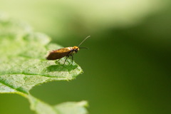 Micropterix aruncella