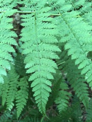 Dryopteris intermedia