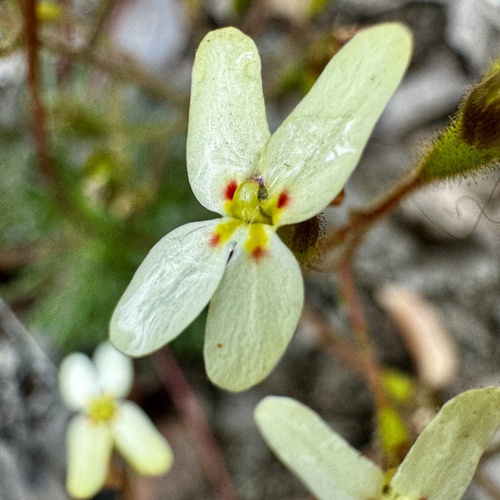 Image of Stylidium hispidum by (c) pimelea, some rights reserved (CC BY)
