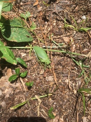 Pterophylla camellifolia