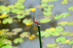 Urothemis signata yiei