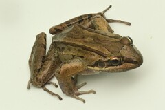 San Miguel Island Frog photo 2