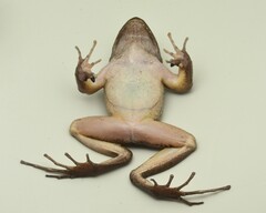 San Miguel Island Frog photo 3