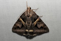 Drasteria grandirena