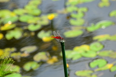 Urothemis signata yiei