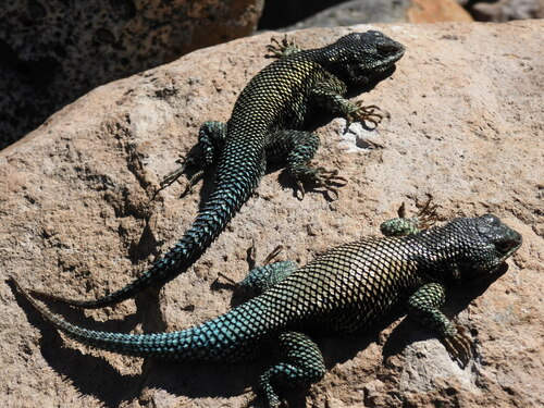 Yarrow's Spiny Lizard, Chihuahua, MX, photo 7 of 10