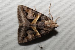 Drasteria grandirena