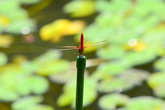 Urothemis signata yiei