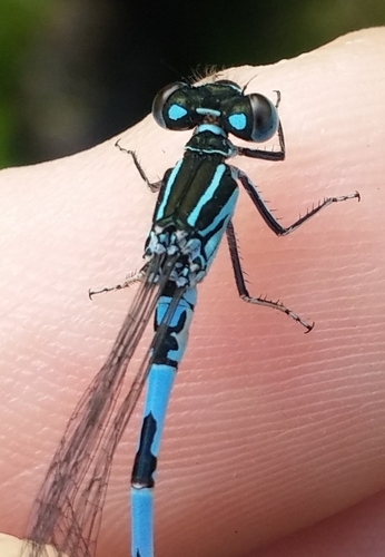 Coenagrion mercuriale