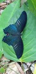 Papilio dialis