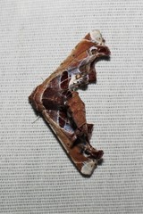 Eutelia pulcherrimus