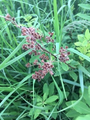 Spiraea alba latifolia
