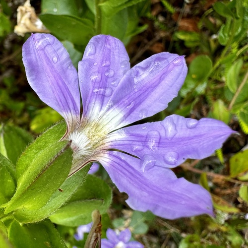 Image of Broad-Leaved Fanflower (Scaevola platyphylla) by (c) pimelea, some rights reserved (CC BY)
