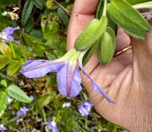 Image of Broad-Leaved Fanflower (Scaevola platyphylla) by (c) pimelea, some rights reserved (CC BY)