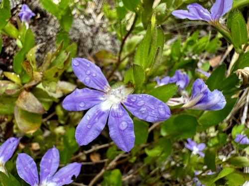Image of Scaevola platyphylla by (c) pimelea, some rights reserved (CC BY)