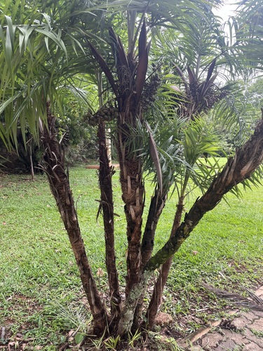 Foto de Syagrus flexuosa